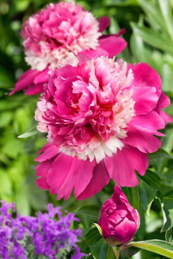 Півонія трав’яниста Селебріті | Paeonia lactiflora Celebrity | Пион травянистый Селебрити